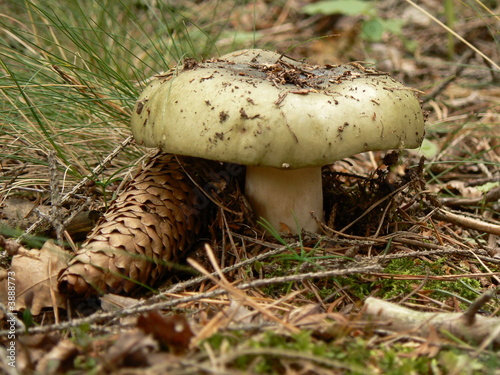 Tapety artystyczne Green russula