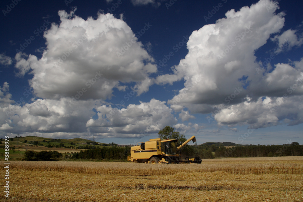Obraz premium Combine harvester working in the fields 