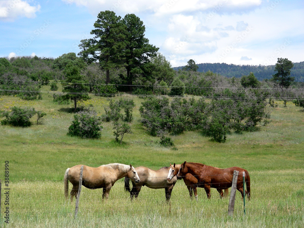 Gathering of male horses on a Southwestern ranch