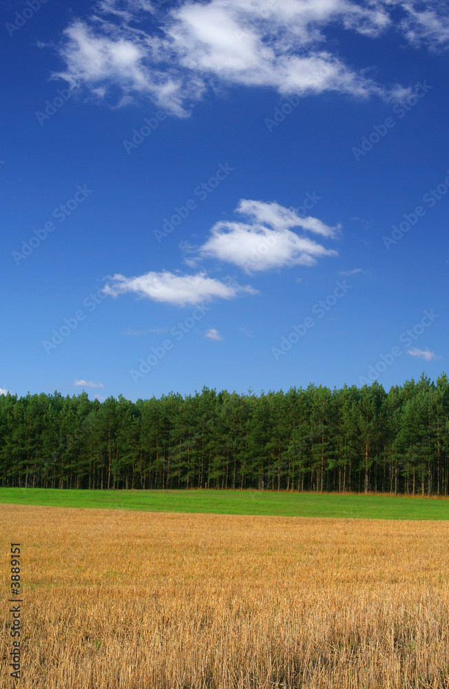 rye field against cumulus clouds, focus is set in foreground rye field against cumulus clouds, focus is set in foreground