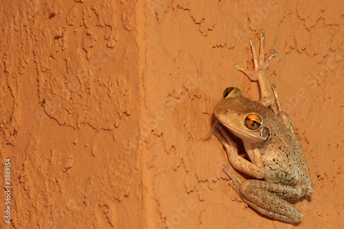 Tree Frog on a Wall
