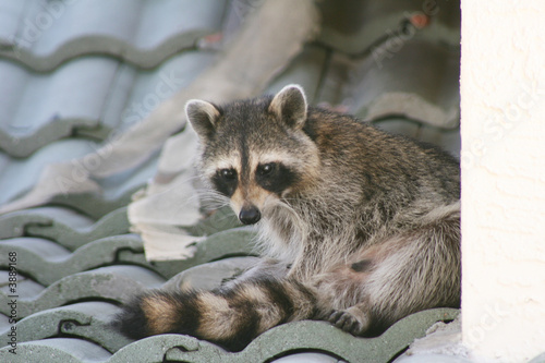 Raccoon on a Roof photo