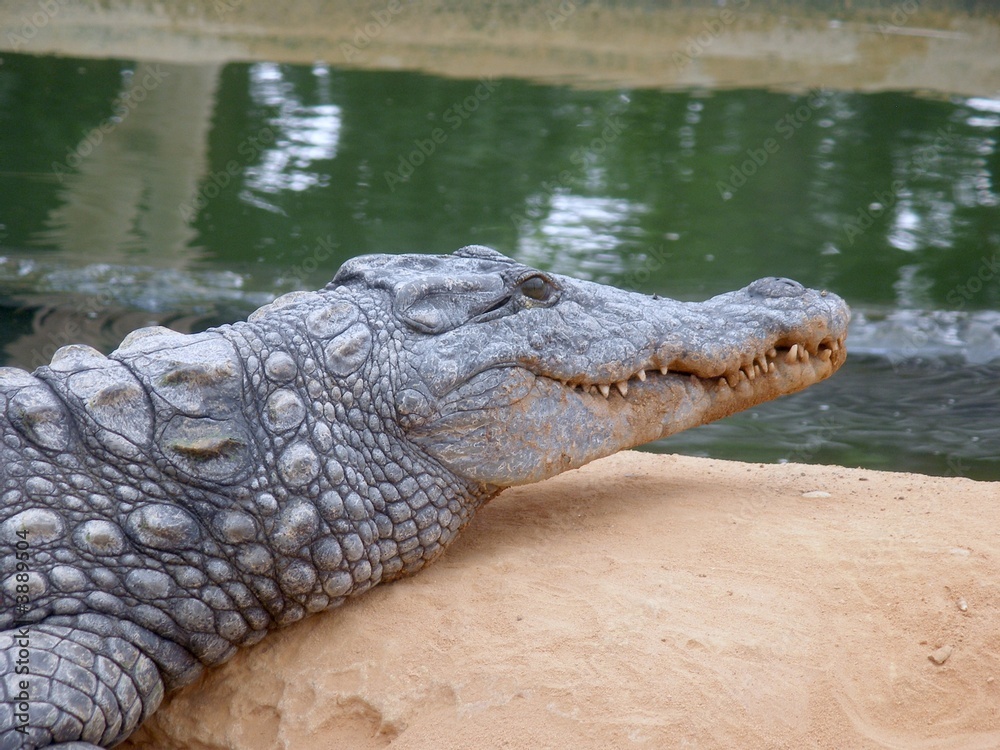 Fototapeta premium Crocodile