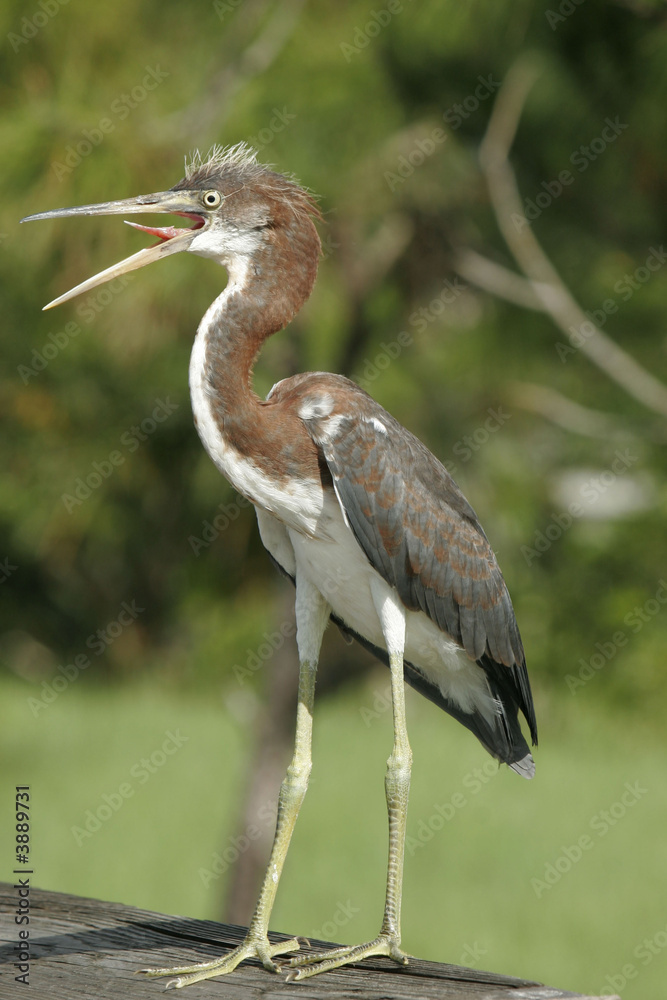 Fototapeta premium FLORIDA NATIVE BIRD CALLING