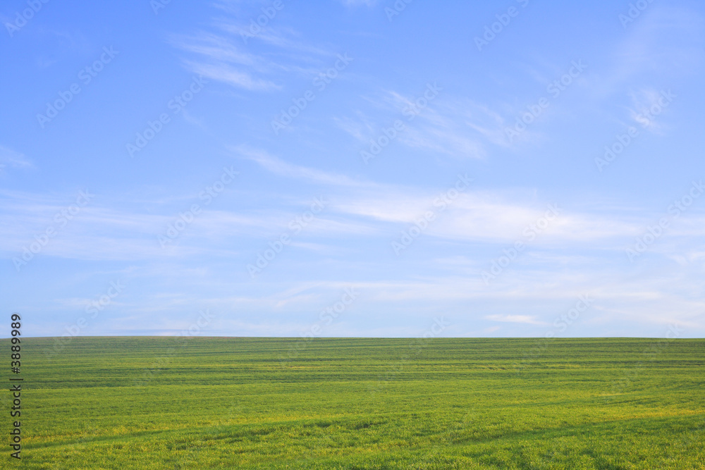 Nature background. Green grass field against a blue sky 