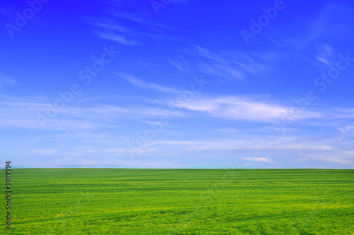 Nature background. Green grass field against a blue sky