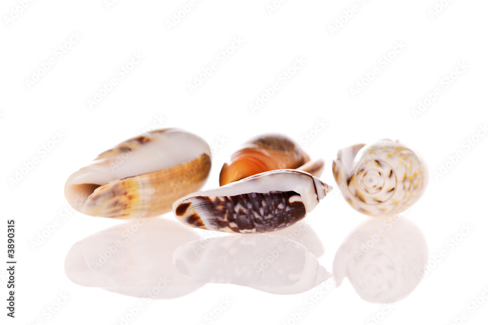 Olive Shells isolated on white background Olive Shells isolated on white background