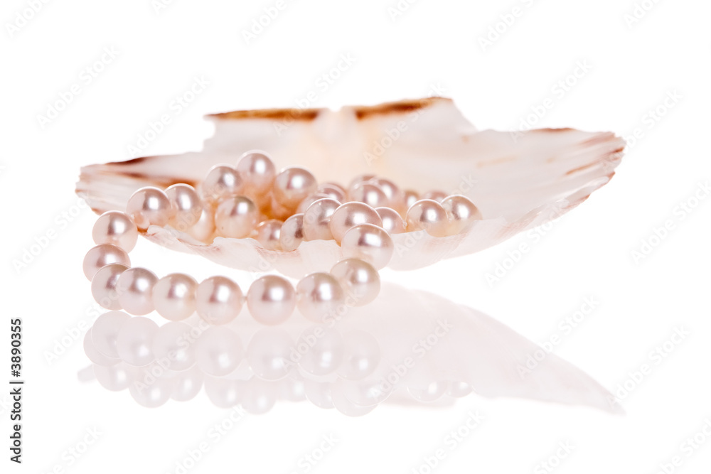 Pearls necklace inside scallop shell