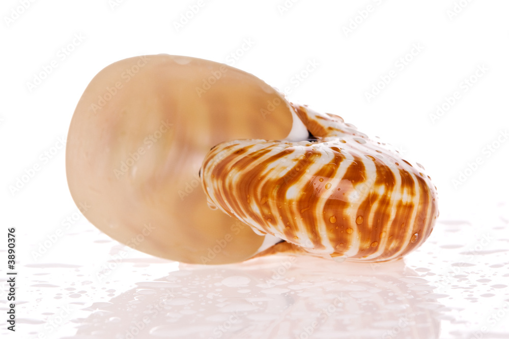 Nautilus seashell isolated on white background