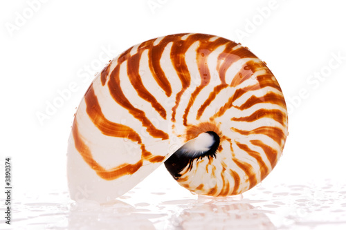 Nautilus seashell isolated on white background