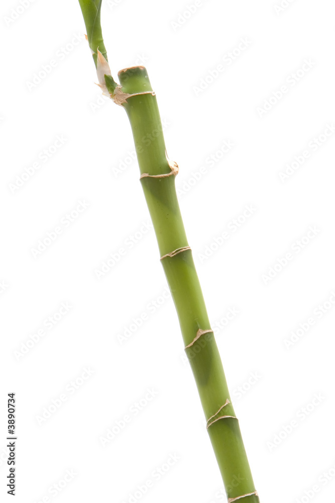 Fototapeta premium Bamboo plant on isolated white background