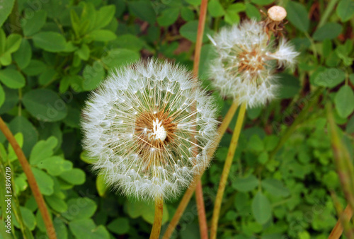 Dandelion