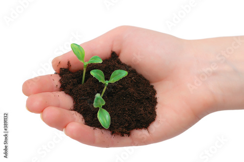 Hands holding seedling isolated on white background