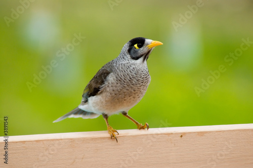 A Noisy Miner - an Australian native bird.