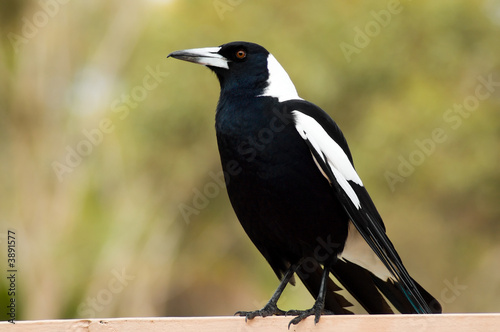 An Australian Magpie perches on a railing.