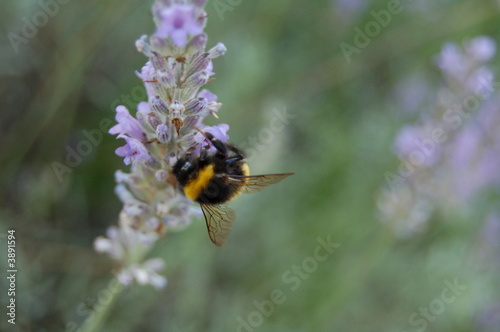 lavande et abeille