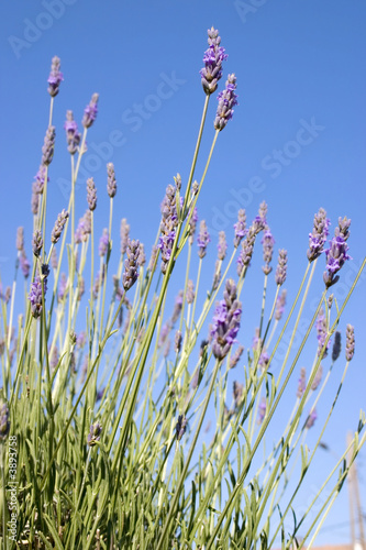 Lavander standing tall against a blue sky.