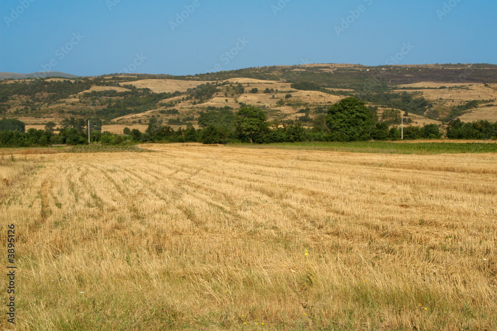 Summer landscape of a moved wheat field 