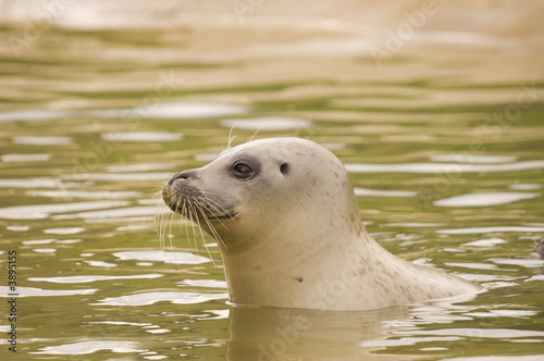 Rescued Harbour Seal (Phoca Vitulina) 