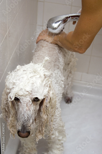 Metiers service à la personne toilettage canin photo