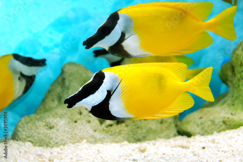 yellow and black fishes