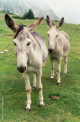 Deux ânes © Francis Lempérière