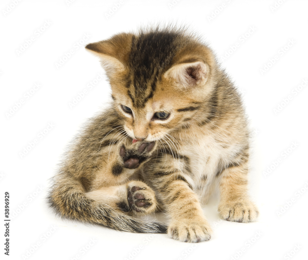 Tabby kitten biting claws