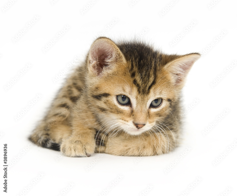 Tabby kitten resting Tabby kitten resting