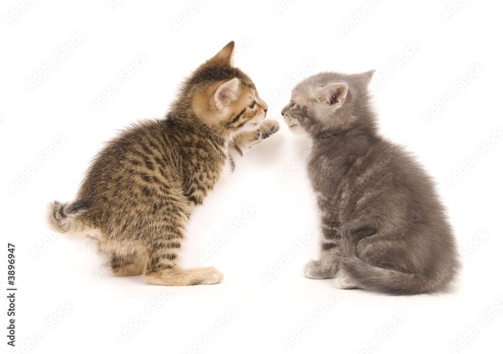 tabby and gray kitten playing