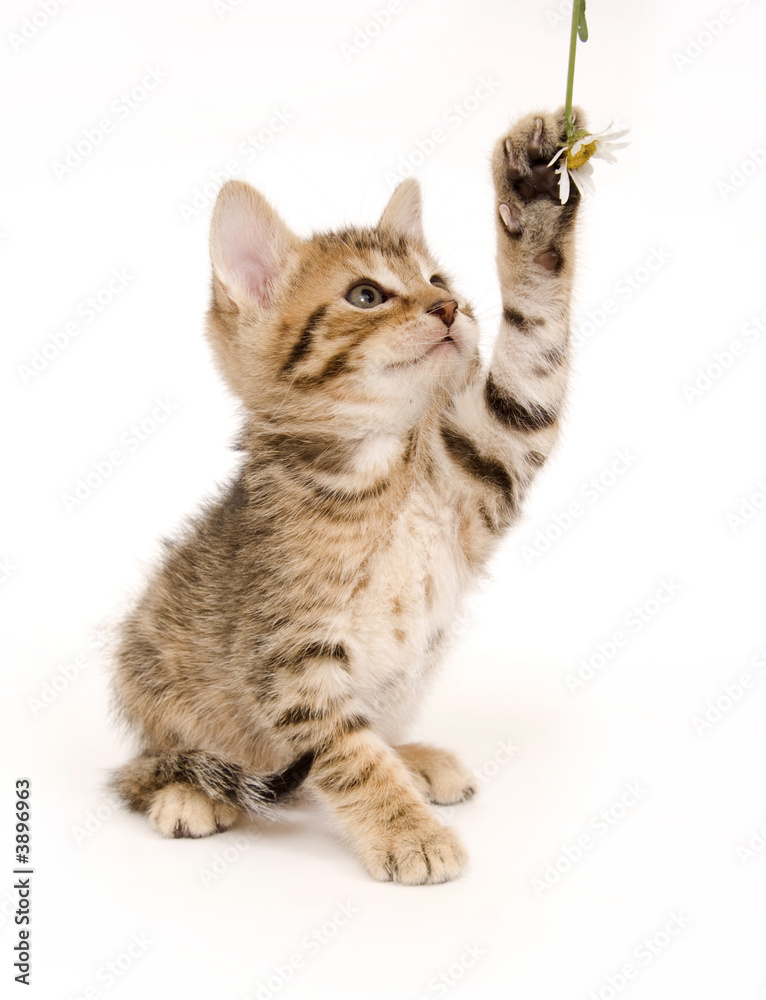 Tabby kitten playing Tabby kitten playing