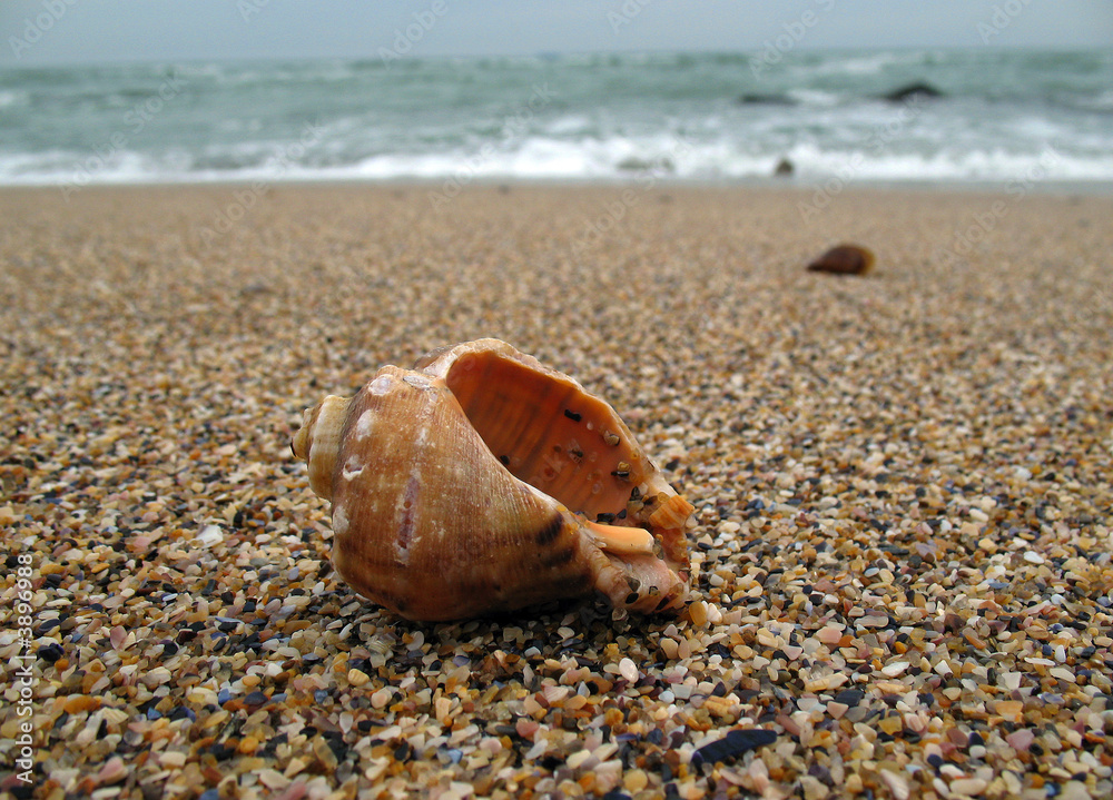 Shell on the beach Shell on the beach