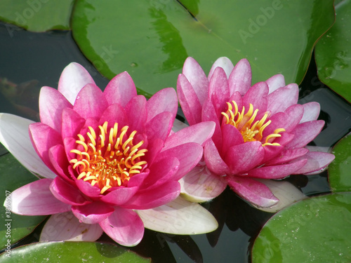 water lily