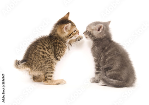 tabby and gray kitten playing