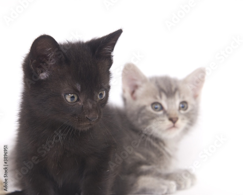 Fototapeta Naklejka Na Ścianę i Meble -  Black and gray kitten