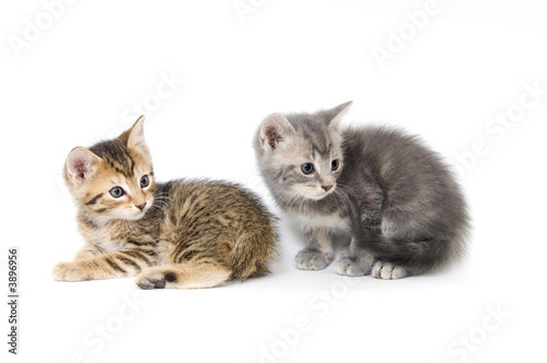 Tabby and gray kitten