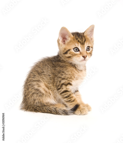 Tabby kitten sitting