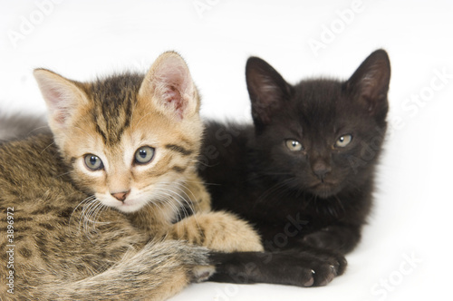 Tabby and black kitten