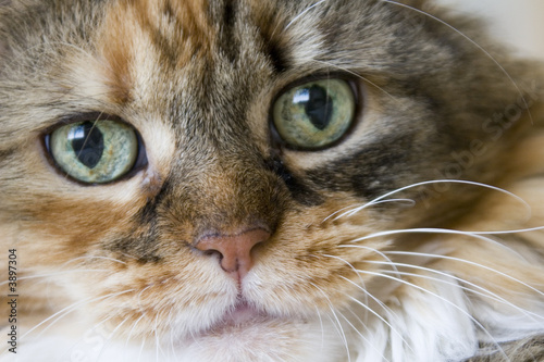 Slika na platnu Sweet Cat