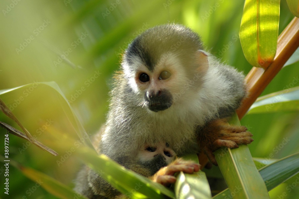 Maman Et Bebe Singe Ecureuil Stock Photo Adobe Stock