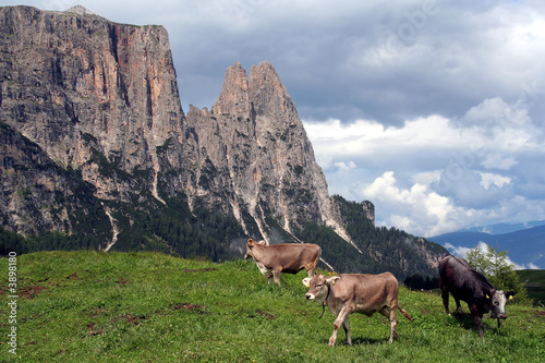 Grazing Cows in Italian Dolomites