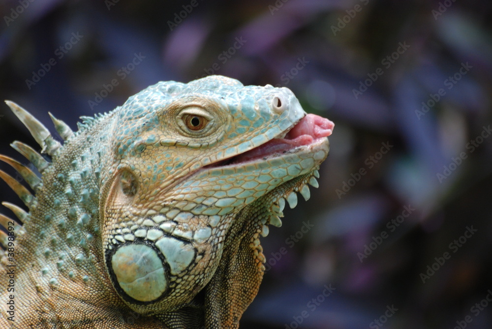 Obraz premium iguane
