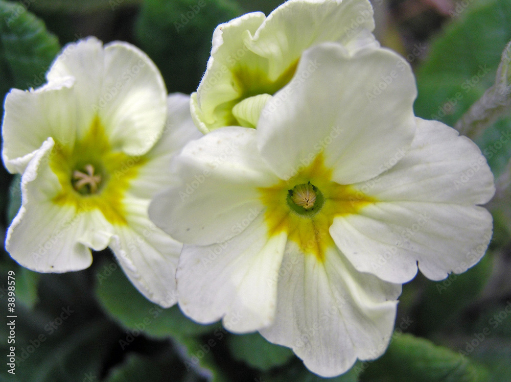 Primrose Flower in Closeup Primrose Flower in Closeup