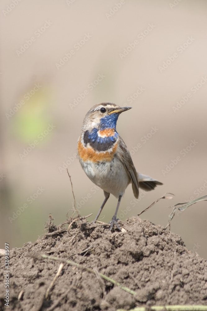 a bird (Luscinia svecica, bluethroat) stands on ground a bird (Luscinia svecica, bluethroat) stands on ground