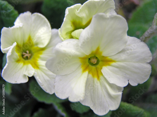 Primrose Flower in Closeup