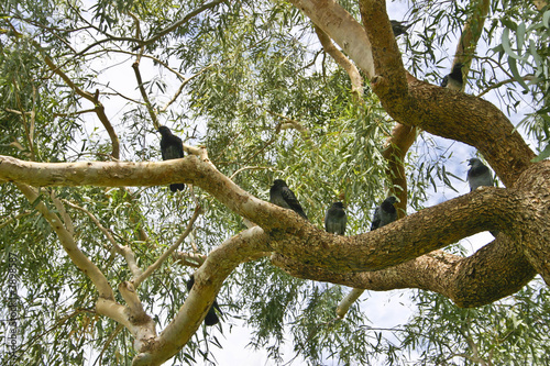 Birds in a tree