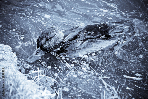Obraz na plátně Duck that is sick