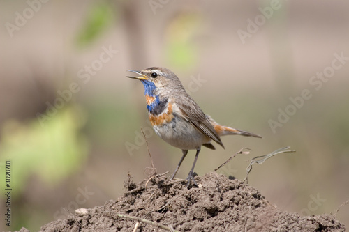 Singing bird (Luscinia svecica, bluethroat) on the ground