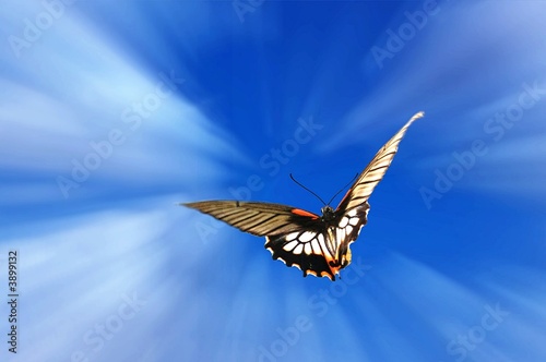 Vol du papillon