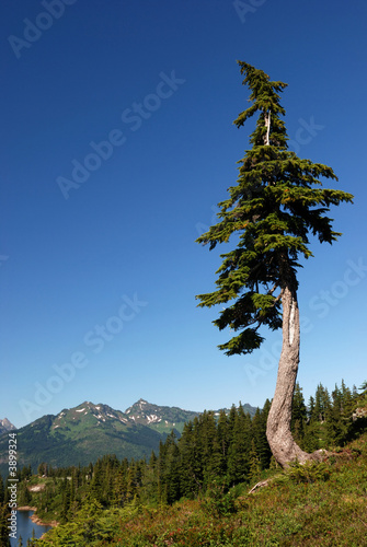 фотографія douglas fir tree on mountain