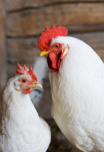 white rooster and hen couple